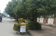 Hà Nội: Cam siêu rẻ, không rõ xuất xứ bày bán tràn lan