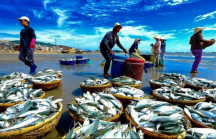 Giá hải sản biến động sau khi EU “rút thẻ vàng’’