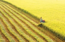 Có cách tiết kiệm 6.000 tỷ đồng cho người trồng lúa ĐBSCL, sao không làm?