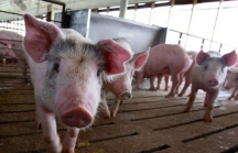 Chiến tranh thương mại quét qua những trang trại nuôi lợn của Trung Quốc
