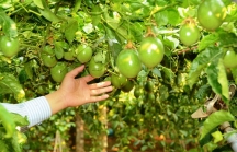 Bán trái cây cho Trung Quốc, Hoàng Anh Gia Lai kỳ vọng biên lợi nhuận trên 60%