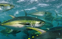 Việt Nam xuất khẩu cá ngừ đạt hơn 70,5 triệu USD tăng 16 %.
