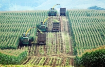 Doanh nghiệp nông nghiệp-thực phẩm “đổ bộ” UPCoM