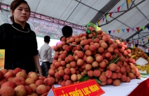 Giá vải thiều Bắc Giang tăng cao kỷ lục sau hơn 60 năm