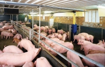 Giá thịt lợn tăng vọt, nên mừng hay lo?