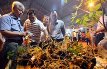 Quảng Nam mở chợ bán sâm Ngọc Linh