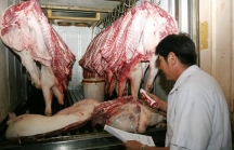 Chỉ 33% lợn tại chợ đầu mối TP.HCM có nguồn gốc