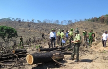 Công an điều tra vụ phá hơn 43 ha rừng
