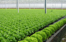 Sản xuất nông nghiệp hữu cơ: Thách thức lớn của doanh nghiệp Việt Nam