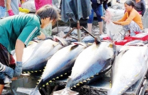 'Thẻ vàng' ngành hải sản Việt Nam, vì đâu nên nỗi?