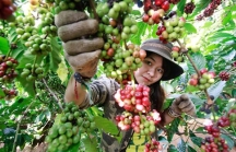 Bộ NN&PTNT: Đầu tư 170 tỷ đồng phát triển cà phê chất lượng cao