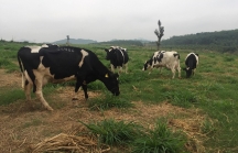 Cận cảnh trang trại bò sữa hữu cơ siêu sạch công nghệ Israel