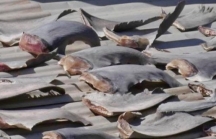 Bộ Công thương yêu cầu báo cáo gấp vụ phơi vây cá mập trên mái nhà Đại sứ quán Việt Nam tại Chile