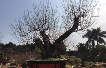 Đến vườn đào cổ thụ Nhật Tân, giá nghìn USD vẫn nườm nượp người mua