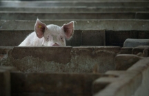 Trung Quốc sử dụng trí tuệ nhân tạo để... nuôi lợn