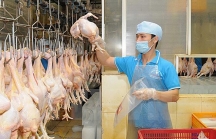 Cơ hội xuất khẩu thịt gà?