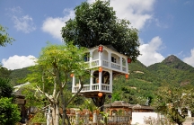 Căn nhà hai tầng trên cây thị gần 100 tuổi ở Nha Trang