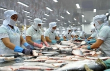 Mỹ áp thuế chống bán phá giá cao với cá tra của Việt Nam: 'Là không khách quan, bảo hộ quá mức'