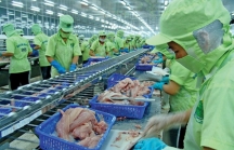 VASEP yêu cầu Mỹ xem xét lại việc áp thuế cao đối với cá tra Việt Nam