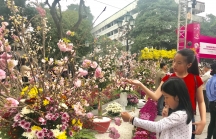 Hà Nội: Hàng ngàn người chen chân ngắm hoa anh đào