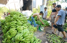 Bộ Công Thương cảnh báo doanh nghiệp Việt khi xuất khẩu chuối sang Trung Quốc