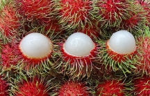 Sau gần 7 năm đàm phán, trái chôm chôm Việt Nam chính thức xuất khẩu sang New Zealand