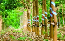 Tập đoàn Cao su 'xin' không xử lý hình sự dự án trồng cao su tại Campuchia