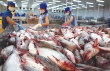 Hoa Kỳ sắp thanh tra chương trình kiểm soát cá da trơn Việt Nam