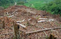 Phó thủ tướng: Yêu cầu xử lý nghiêm vụ phá rừng ở Bắc Kạn