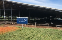 Bước tiến mới của Tập đoàn TH: Nhân giống thành công bò sản xuất sữa A2