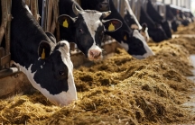 Mỗi con bò trung bình sẽ sản xuất tăng thêm 20% lượng sữa, sản lượng toàn cầu dự kiến tăng 35% vào năm 2030