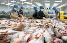 Kiểm soát chặt chẽ chất lượng cá tra, basa xuất khẩu sang Trung Quốc