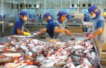 Xuất khẩu cá tra sang UAE tăng 130,7%
