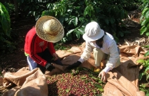 Áp lực từ nguồn cung mùa vụ, giá cà phê thiết lập mức đáy mới