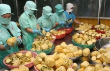 Xuất khẩu nông sản Việt Nam đứng thứ 2 Đông Nam Á, thứ 15 thế giớ