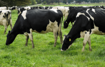 Bò HF: Giống bò sữa cao sản tốt nhất thế giới