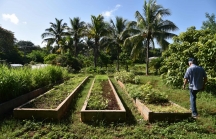 Nông nghiệp organic 'giải cứu' Cuba