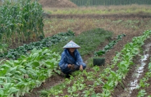 Bỏ công việc thành phố, tiến sĩ Trung Quốc về quê làm nông nghiệp sạch