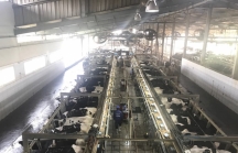 Dự án chăn nuôi bò sữa tập trung ứng dụng công nghệ cao lớn nhất Châu Á: Vinh danh mảnh đất xứ Nghệ