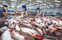 Kỷ lục của ngành cá tra Việt Nam
