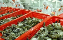 Thủy sản Minh Phú đạt doanh thu hơn 750 triệu USD trong năm 2018