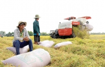 Trung Quốc 'siết' gạo nhập khẩu: đòi hỏi tất yếu!