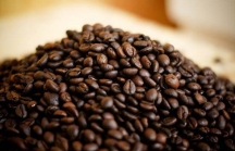 Xuất khẩu cà phê chờ tín hiệu thị trường