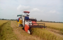 Đồng bằng sông Cửu Long: Bàn phương án giải cứu lúa cho nông dân