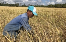 Giá lúa rớt thảm, Thủ tướng yêu cầu mua sớm 80.000 tấn thóc và 200.000 tấn gạo dự trữ