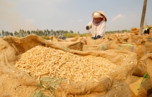Hỗ trợ doanh nghiệp thu mua lúa gạo
