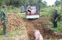 Phát hiện ổ dịch tả lợn châu Phi ở Việt Nam: Bộ Nông nghiệp nói gì?