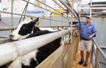 Vinamilk tiếp tục nhập khẩu 1.600 bò thuần chủng từ Mỹ