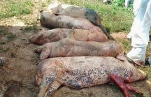 Bộ trưởng Bộ Công Thương triệu tập họp khẩn về dịch tả lợn châu Phi