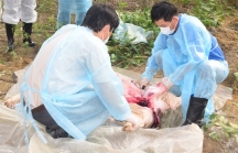 FAO: Dịch tả lợn châu Phi không đe dọa trực tiếp đến sức khỏe con người